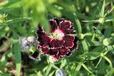 50 VELVET N LACE DIANTHUS Chinensis Black & White Flower Seeds