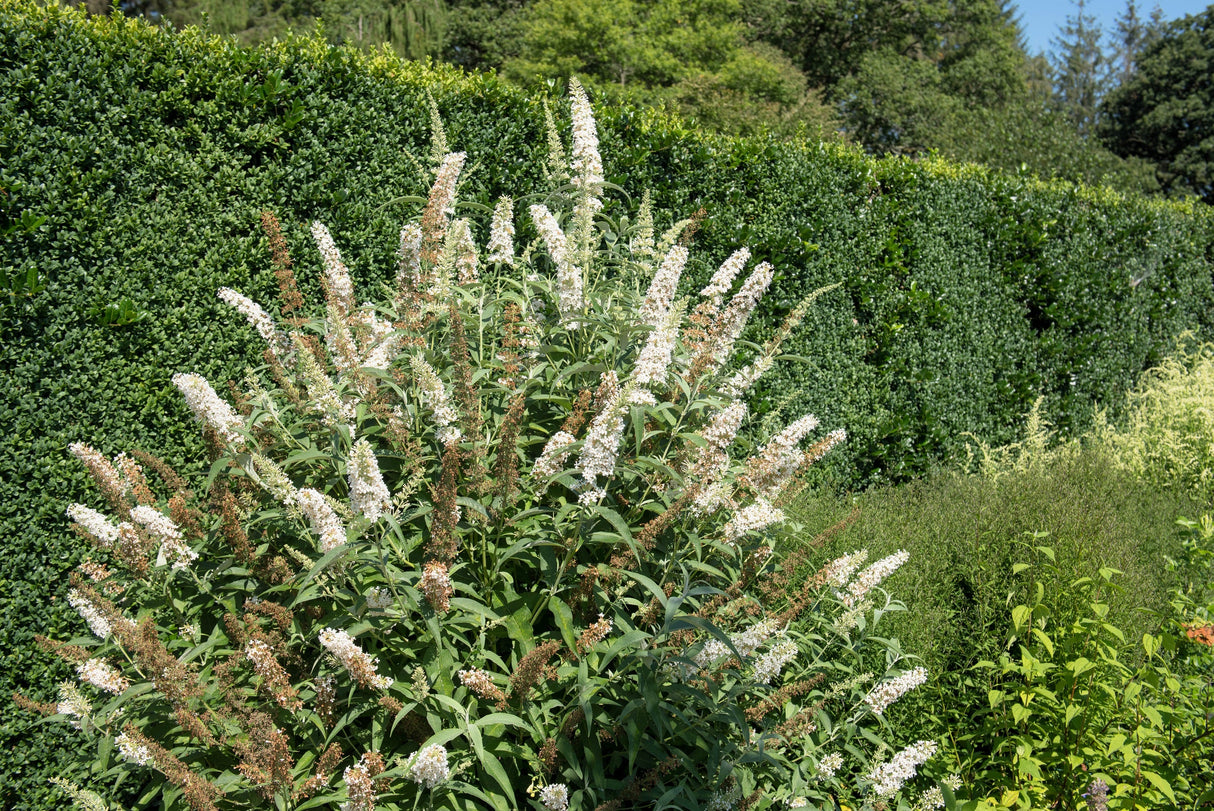 50 WHITE BUTTERFLY BUSH Buddleja Davidii Flower Seeds