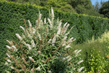 50 WHITE BUTTERFLY BUSH Buddleja Davidii Flower Seeds