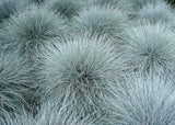 100 BLUE Sheeps FESCUE GRASS Festuca Ovina Glauca Cinerea Seeds