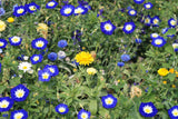 35 Blue Dwarf ROYAL ENSIGN MORNING GLORY Convolvulus Tricolor Royal Blue White & Yellow Flower Vine Seeds
