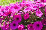 200 Mixed LAURA BUSH PETUNIA Violacea Integrifolia Pink Purple Trumpet Flower Seeds