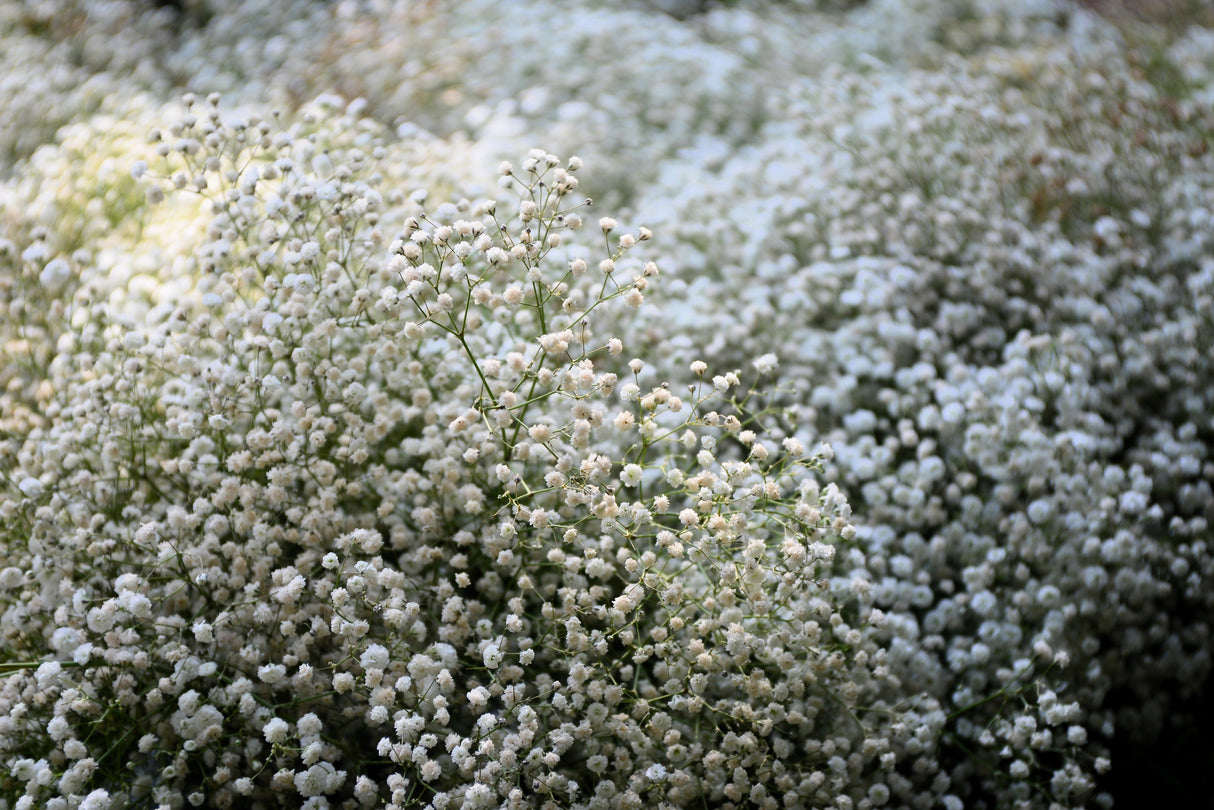 1000 White BABY'S BREATH 'Covent Garden' Gypsophila Elegans Flower Seeds