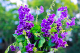 10 GOLDEN DEWDROP Duranta Erecta Repens Golden Foliage Blue Violet Purple White Flower Orange Ornamental Berry Shrub Seeds