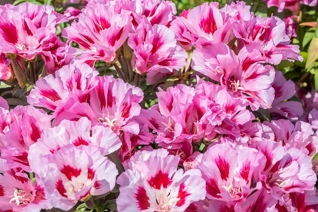 500 DOUBLE DEUCES GODETIA Grandiflora Clarkia Amoena Mixed Colors & Bicolor Flower Seeds