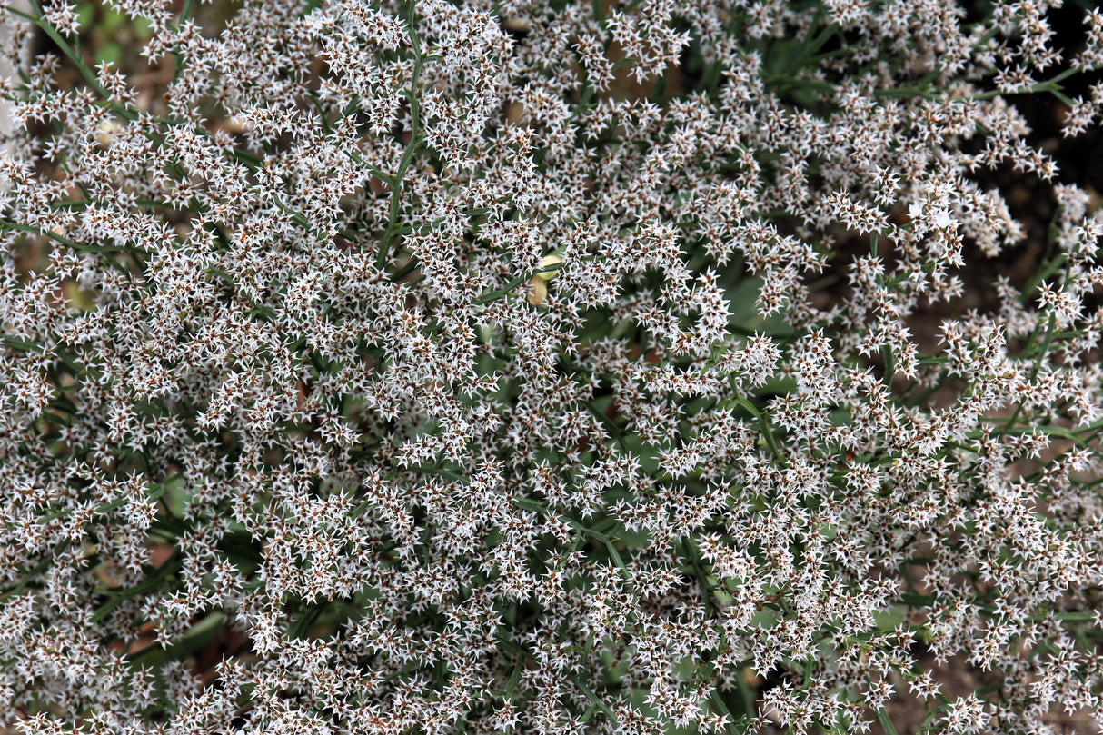 30 GERMAN STATICE White Sea Lavender Goniolimon Tataricum Limonium Flower Seeds