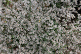30 GERMAN STATICE White Sea Lavender Goniolimon Tataricum Limonium Flower Seeds