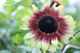 100 Mixed EVENING COLORS SUNFLOWER Helianthus Annuus Orange Red Gold Flower Seeds