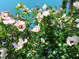 25 White & Hot Pink ROSE Of SHARON HIBISCUS Syriacus Flower Tree Bush Seeds
