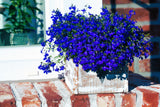 200 Electric Blue MONSOON LOBELIA Erinus Flower Seeds