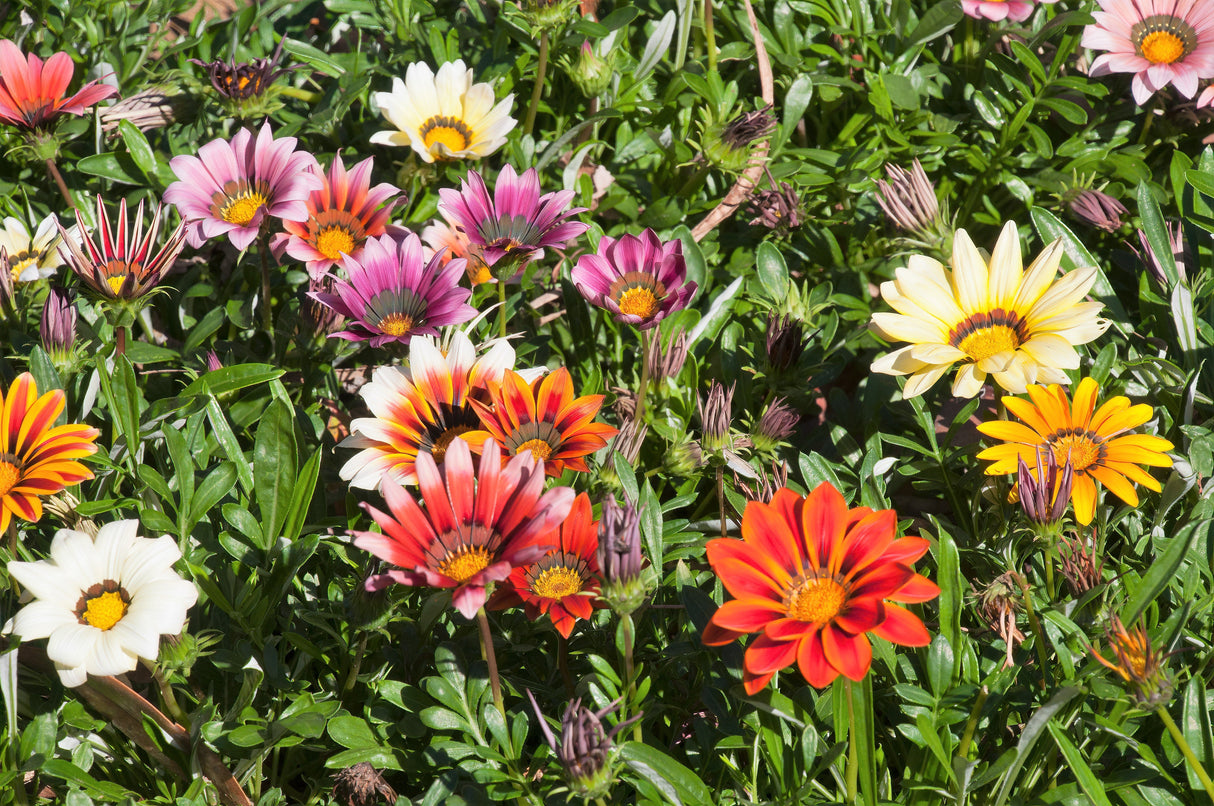 30 Mixed Colors GAZANIA Rigens Treasure Flower Seeds