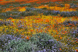1000 MIXED Colors CALIFORNIA POPPY (Ballerina / Mission Bells) Eschscholzia Californica Flower Seeds
