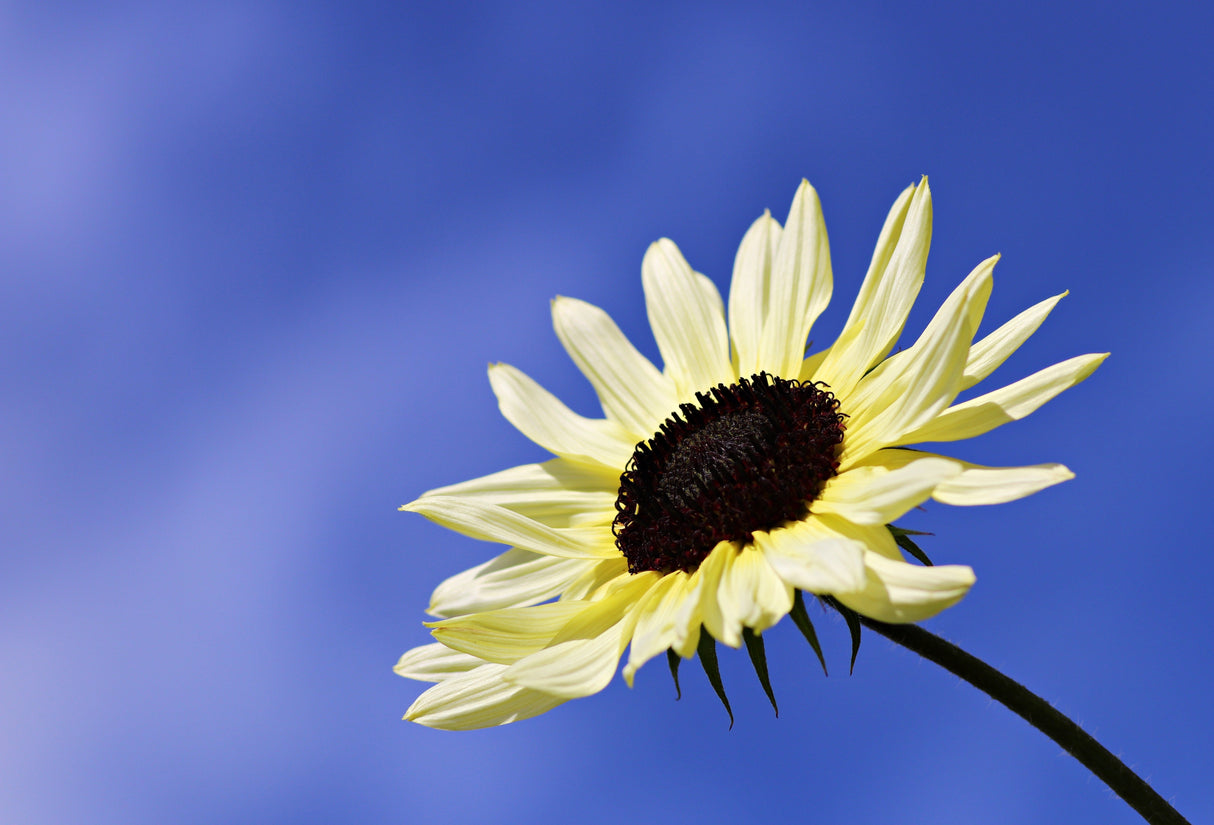 50 VANILLA ICE SUNFLOWER Two Tone Light Yellow Helianthus Annuus Flower Seeds