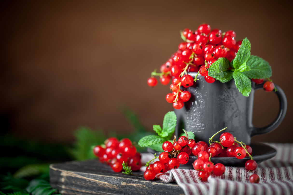 20 Red WAX CURRANT Edible Fruit Berries Pink Flowers Shrub Ribes Cereum Seeds
