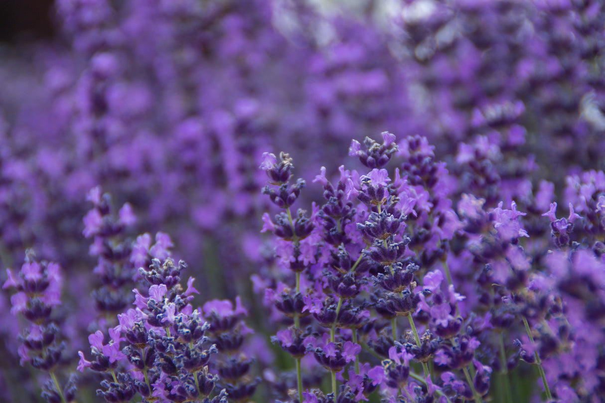 500 True ENGLISH LAVENDER VERA Lavandula Angustifolia Vera Herb Purple Flower Seeds