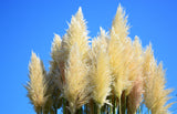 200 WHITE PAMPAS GRASS Cortaderia Selloana Ornamental Flower Seeds