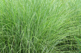 50 PHEASANT TAILS GRASS Feather Reed New Zealand Wind Stipa Arundinacea syn Anemanthele Lessoniana Ornamental Grass Seeds