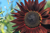 25 CHOCOLATE CHERRY SUNFLOWER Helianthus Annuus Red & Brown Flower Seeds