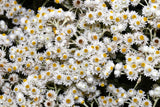 100 PEARLY EVERLASTING Anaphalis Margaritacea Fragrant Butterfly Flower Seeds