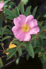 25 PINK SWAMP ROSE Rosa Palustris Flower Shrub Bush ( Average - Wet Soil ) Seeds