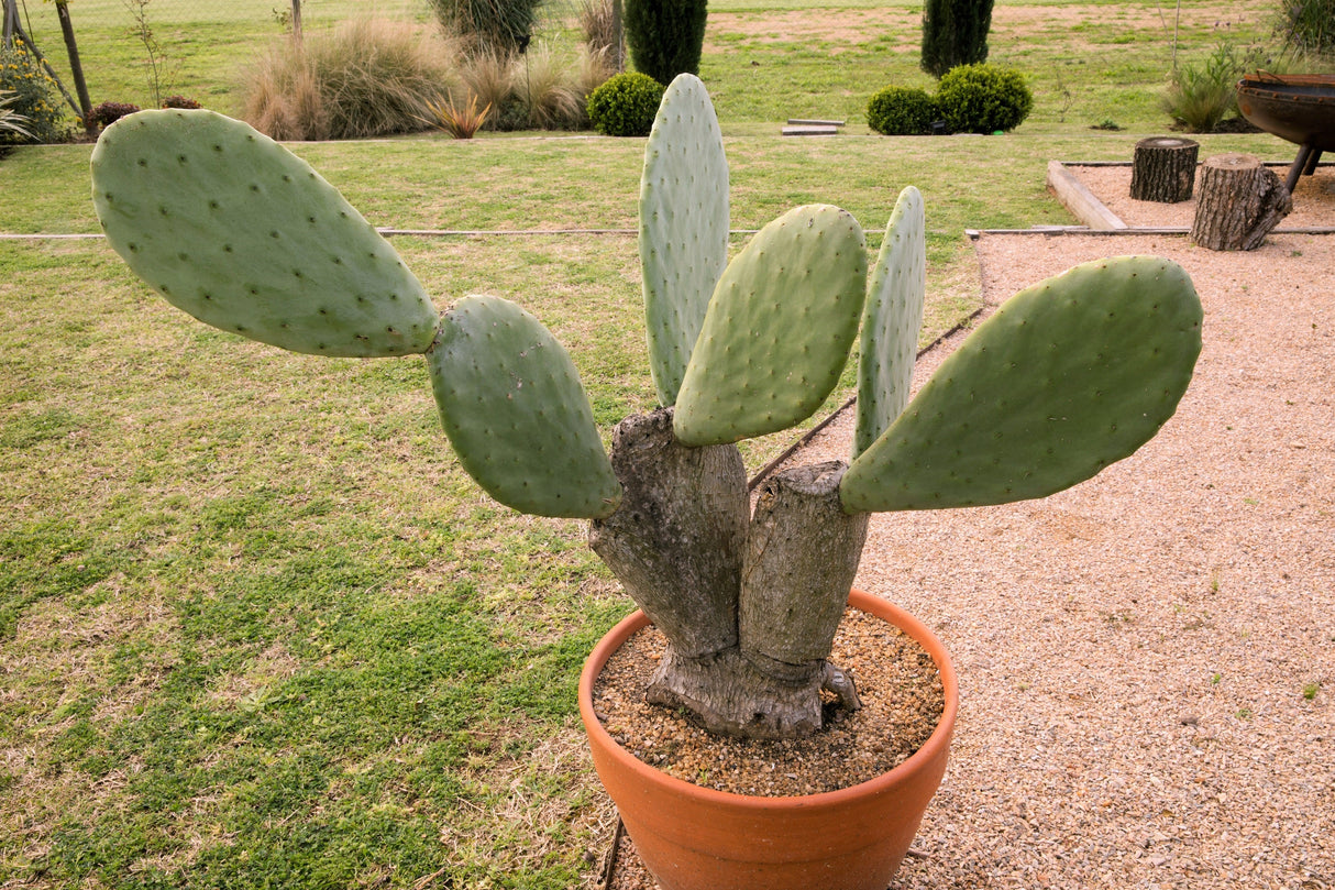 10 Orange PRICKLY PEAR CACTUS Nopal Indian Fig Opuntia Ficus-Indica Fruit Flower Seeds