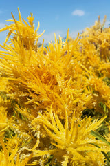 50 AURORA YELLOW AMARANTHUS Tricolor Josephs Coat Flower Seeds