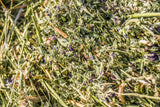 100 CIMARRON ALFALFA Medicago Sativa Ground Cover Forage Purple Flower Seeds