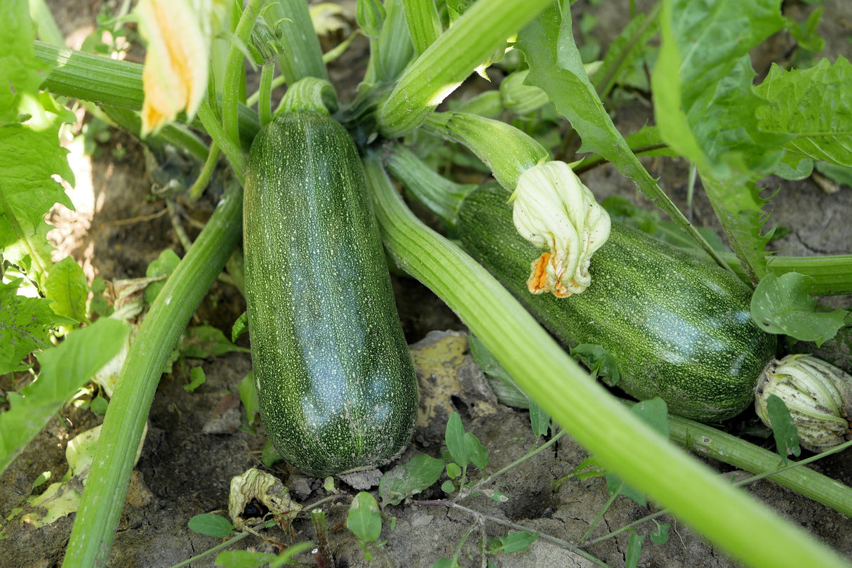 50 BLACK BEAUTY ZUCCHINI Summer Squash Cucurbita Pepo Vegetable Seeds
