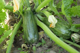50 BLACK BEAUTY ZUCCHINI Summer Squash Cucurbita Pepo Vegetable Seeds