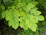 10 YELLOW ASH TREE Kentucky Yellowwood White Flowers Cladrastis Lutea Kentukea Seeds
