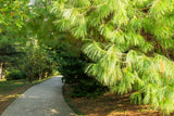 30 Mexican WEEPING PINE TREE Evergreen Pinus Patula Seeds