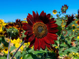 25 CHOCOLATE CHERRY SUNFLOWER Helianthus Annuus Red & Brown Flower Seeds