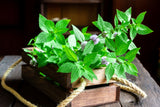 50 WHITE WOOD MINT Mentha Arvensis Wild Field Herb Flower Seeds