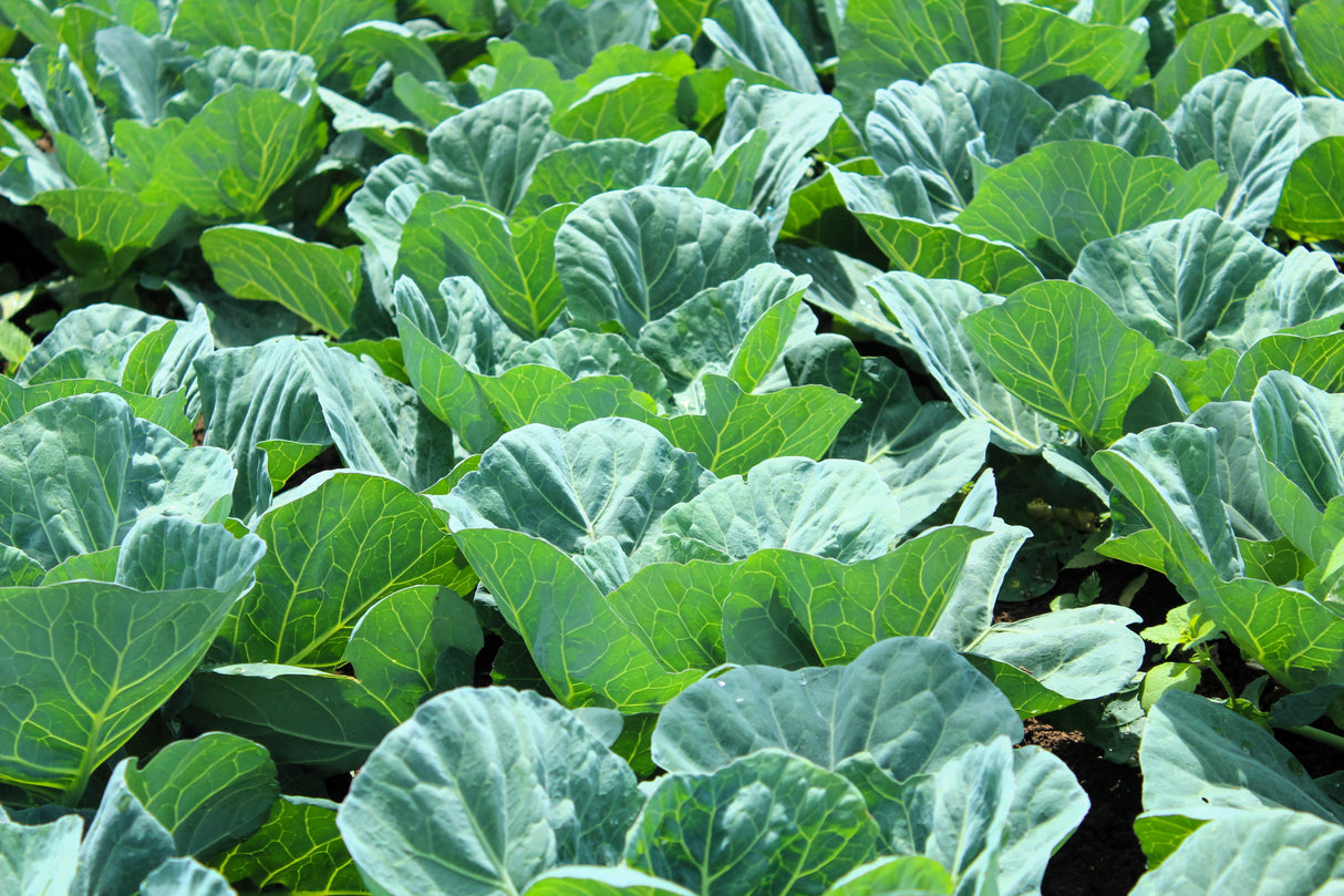 1000 GEORGIA COLLARDS (SOUTHERN or Walking Collards) Collard Greens Brassica Oleracea Acephala Vegetable Seeds
