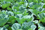 1000 GEORGIA COLLARDS (SOUTHERN or Walking Collards) Collard Greens Brassica Oleracea Acephala Vegetable Seeds