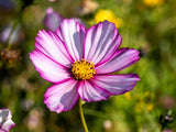 300 CANDY STRIPE COSMOS Bipinnatus Pink White Flower Seeds