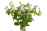 10 TWEEDIA BLUE MILKWEED Southern Star of Argentine Tweedia Caerulea syn. Oxypetalum Flower Vine Seeds
