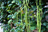 30 YARD LONG BEAN Asparagus Bean Cowpea Phaseolus Vulgaris Vegetable Seeds