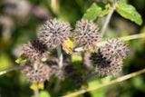 50 WHITE WOOD MINT Mentha Arvensis Wild Field Herb Flower Seeds