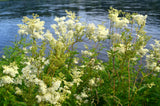 20 QUEEN of the MEADOW Filipendula Ulmaria Meadowsweet Native Prairie Fragrant White Flower Seeds