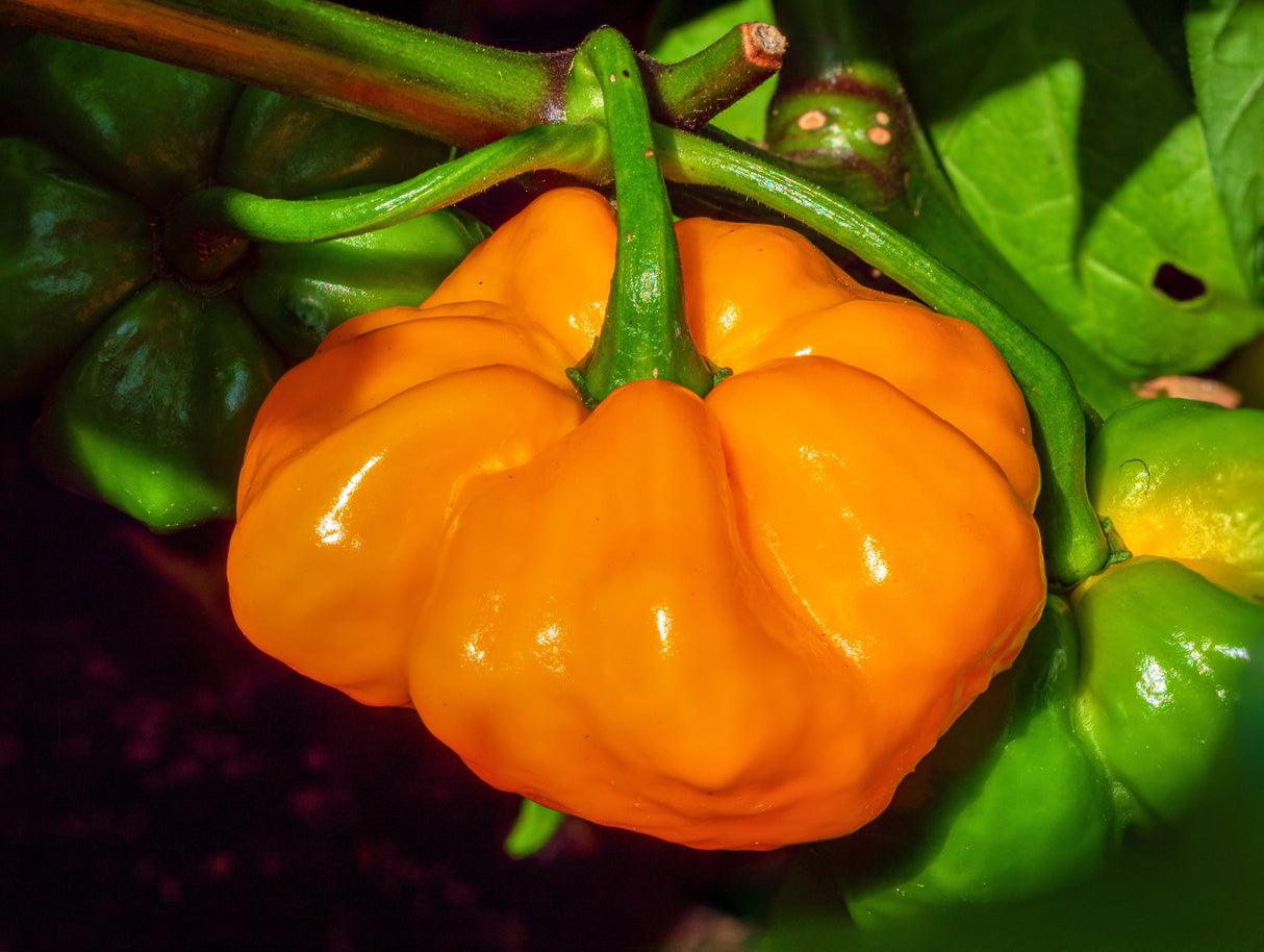 40 Yellow JAMAICAN HOT PEPPER Capsicum Chinense Scotch Bonnet Vegetable Seeds