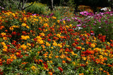300 BRIGHT LIGHTS COSMOS Mix Mixed Colors Red Orange Yel Bipinnatus Flower Seeds