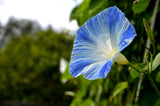 50 Blue & White FLYING Saucers MORNING GLORY Flower Vine Ipomoea Purpurea Seeds