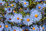 250 SKY BLUE ASTER Azure Aster Azureus Flower Seeds