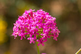 1000 TALL CATCHFLY (Campion / None So Pretty) Silene Armeria Pink Flower Seeds