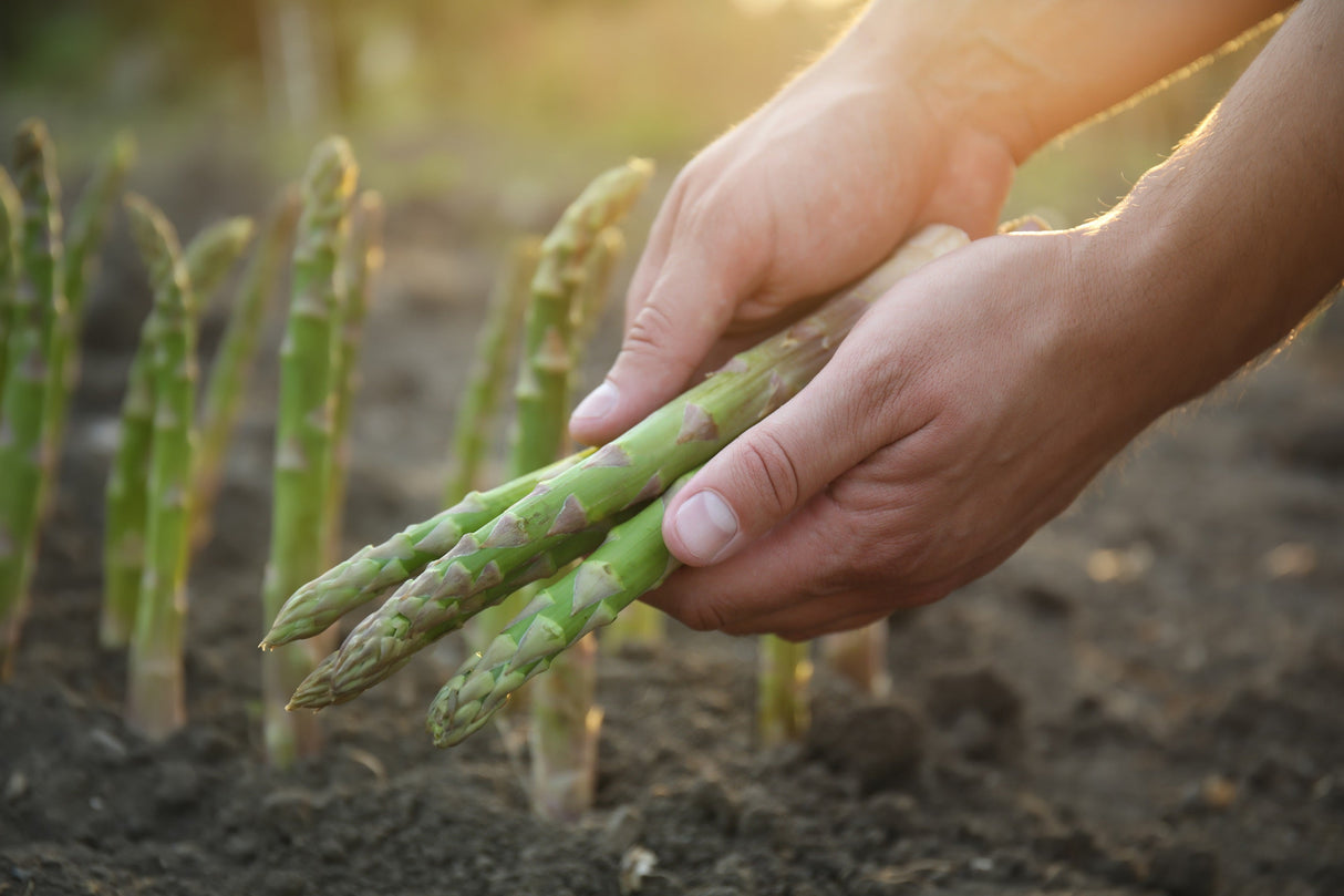 100 MARY WASHINGTON ASPARAGUS Officinalis Perennial Vegetable Seeds