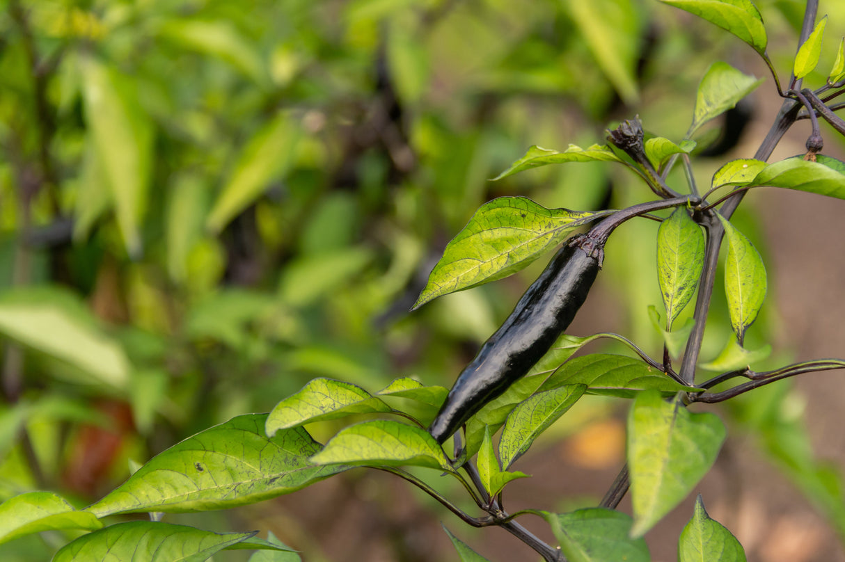 50 PASILLA BAJIO PEPPER Mexican Chilaca Chile Negro Capsicum Annuum Vegetable Seeds