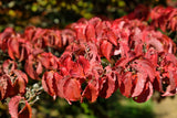 5 Flowering WHITE KOUSA DOGWOOD Cornus Kousa Tree Seeds