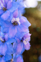 350 Blue with Pink ROCKET LARKSPUR DELPHINIUM Consolida Ajacis Seeds