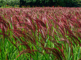 10 RED MAIDEN GRASS Miscanthus Sinensis Plumes Ornamental Flower Seeds